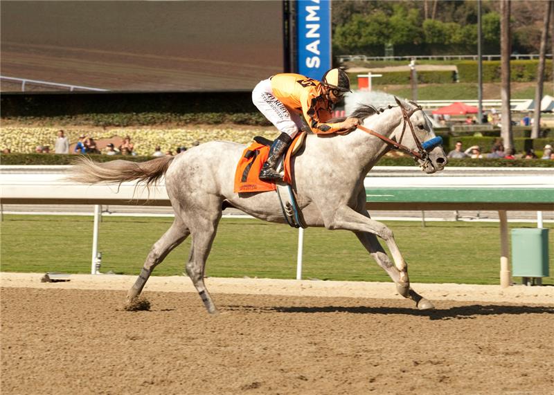 graduatehorse